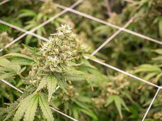 Premium cannabis plants are prepped for harvest in a greenhouse