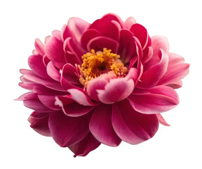 pink peony flowers isolated on white background, Generative AI