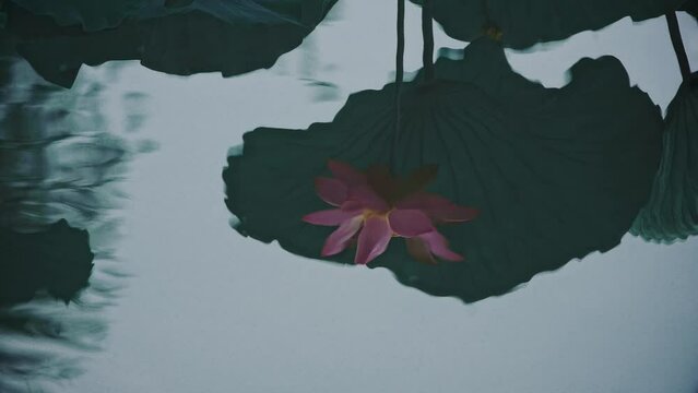 Summer Lotus Pond Classical Natural leaf flowers Poetic Wind rain dew petal
