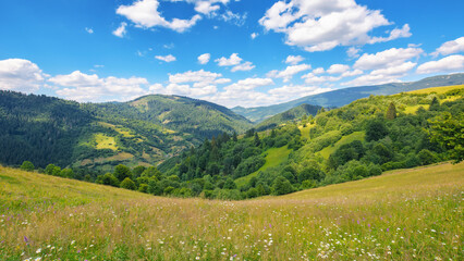 grassy meadows on the hills of ukrainian highlands. sustainable life in carpathian rural area