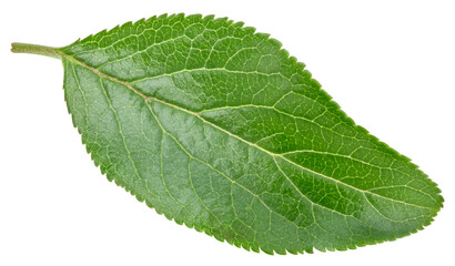 Plum leaves isolated