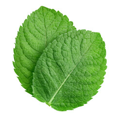 Mint leaves isolated