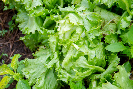 Ripe green head of lettuce damaged by hailstorm, agriculture problem.