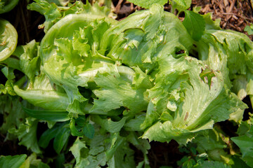 Ripe green head of lettuce damaged by hailstorm, agriculture problem.