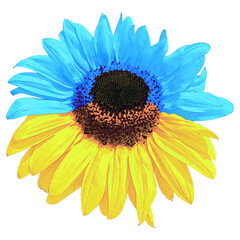 Beautiful yellow and blue Sunflower Ukrain flag watercolor isolated on white background closeup. Top view. Copy space. Stand with Ukraine, support - 610604627