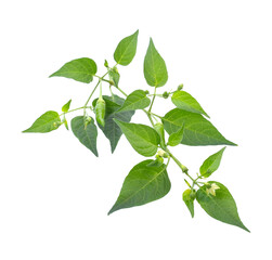 Fototapeta na wymiar Chili pepper leaves isolate transparent png