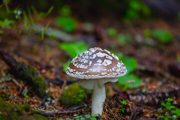 Konradii Macrolepiota tasty edible mushroom in the forest, autumn season