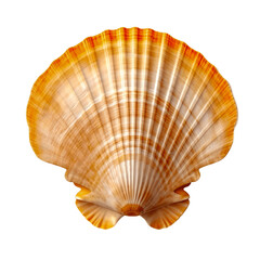 Fototapeta premium Top view of scallops shell isolated on transparent background 