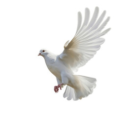 White dove pigeon isolated on white background