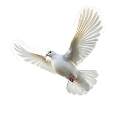 Flying white pigeon bird in action isolated on white background 