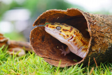 leopard lizard gecko, gecko on wood, - obrazy, fototapety, plakaty