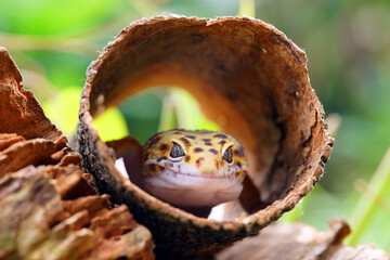 leopard lizard gecko, gecko on wood,