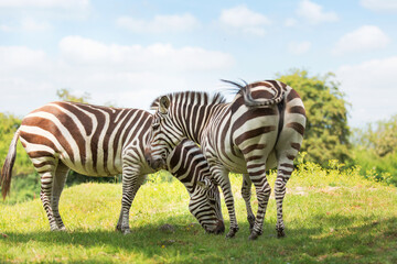 Fototapeta na wymiar Two zebras stand side by side in a meadow and eat grass. Striped mammals are animals of the horse genus. Conservation and protection of animals in Africa, Ethiopia.