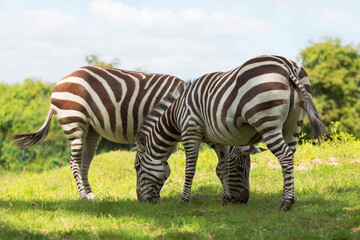Fototapeta na wymiar Two zebras graze in the meadow and eat grass. Striped animals of the genus horses. Conservation and protection of animals in Africa, Ethiopia.