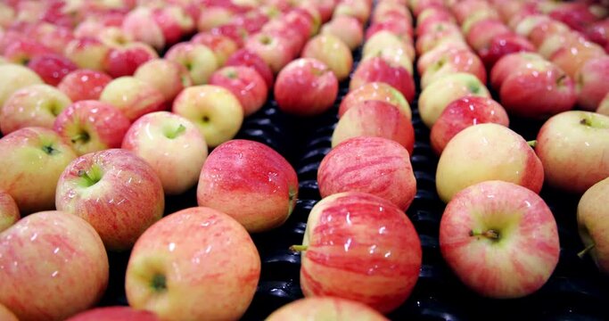 Clean fresh apples moving on conveyor sorting by the machine in a fruit packing warehouse, close up indoors footage
