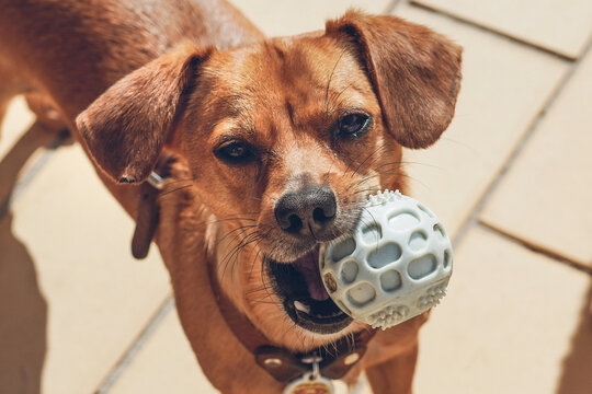 dog with a ball in his mouth, dachshund mix is playing