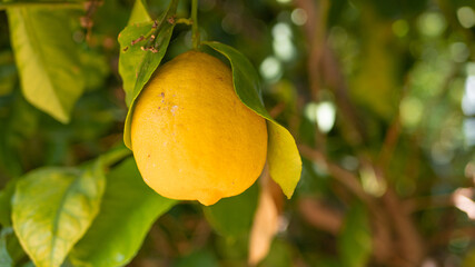 lemon on the tree