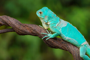 Naklejka na ściany i meble albino iguana on a branch, albino iguana, blue iguana, red iguana, frog, 