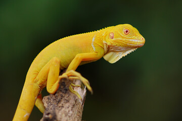 albino iguana on a branch, albino iguana, blue iguana, red iguana, frog, 