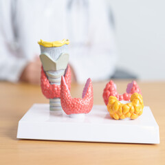 Doctor with human Thyroid anatomy model. Hyperthyroidism, Hypothyroidism, Hashimoto Thyroiditis,...