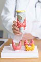 Doctor with human Thyroid anatomy model. Hyperthyroidism, Hypothyroidism, Hashimoto Thyroiditis,...