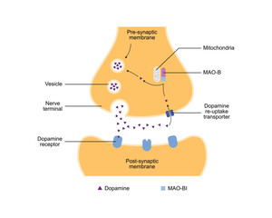Scientific Designing of Monoamine Oxidase B Inhibitor Action. Vector Illustration.