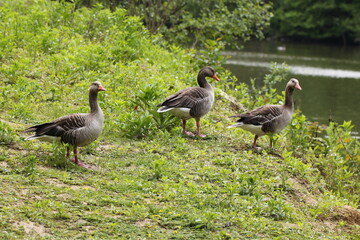 greylag or graylag geese (Anser anser) walking towards water