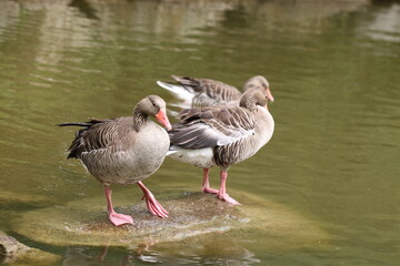 greylag or graylag geese (Anser anser)