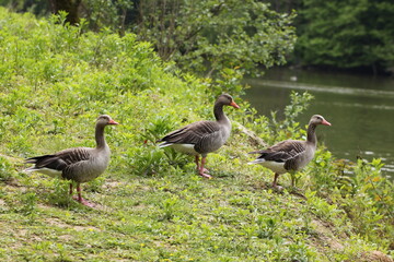 greylag or graylag goose (Anser anser) walking towards water
