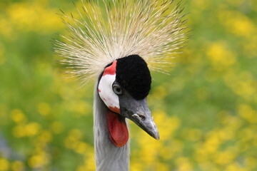 grey crowned crane (Balearica regulorum) portrait