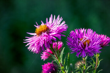Picture of the beautiful coloured aster