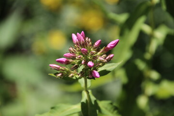 Picture of  Early Bloomer