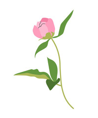 Pink elegant peony concept. Beautiful flower and plant. Marriadge and wedding aniversary. Decor for holiday and event. Cartoon flat vector collection isolated on white background
