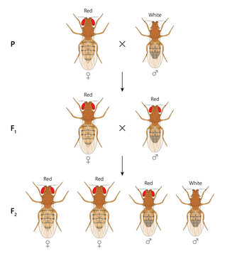  X-linked inheritance. Сross between Red-eyed female Fruit Fly (Drosophila melanogaster) and White-eyed male.