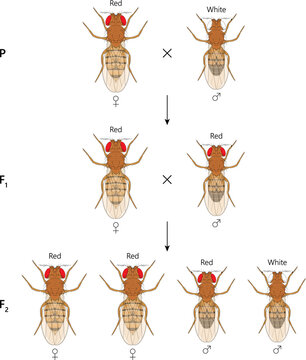 X-linked inheritance. Сross between Red-eyed female Fruit Fly (Drosophila melanogaster) and White-eyed male.