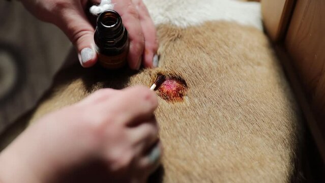 treating a wound in a dog with a disinfectant solution.