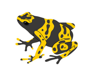 Tropical colorful frog concept. Exotic animal and lizard. Biology and zoology, jungle and rainforest fauna. Wildlife and nature. Cartoon flat vector illustration isolated on white background