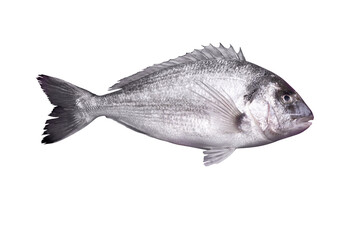 dorado fish isolated on transparent background, raw seafood