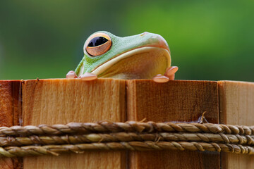 pretty tree frog, frog in a wooden bucket, frog on a branch,