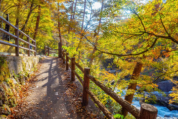 Autumn in Japan. Kofu park. Path among autumn trees. Maizuru castle park. Japanese nature. Picturesque landscapes of Asia. Japan on sunny day. Kofu park with river. Holidays in Japan.