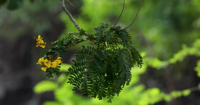 Tree, branch background.