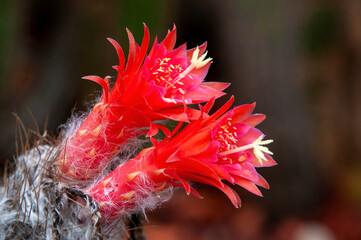 Sydney Australia, close up of red flowers of touch cactus in a desert garden