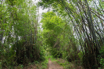 Un sentiero di bambù in Cambogia Cambogia, 