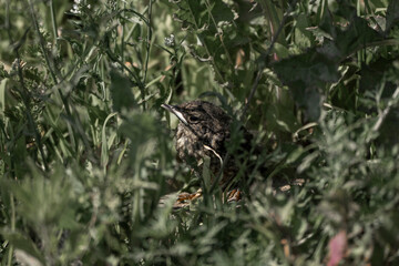 collared redstart baby bird small cute fallen out of the nest
