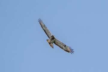 buzzard flying agains a blue sky