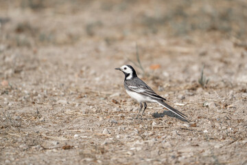 wagtail on the ground beautiful soft colours