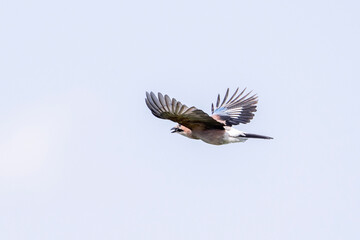 Jay bird flying in the sky