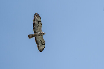 buzzard flying agains a blue sky