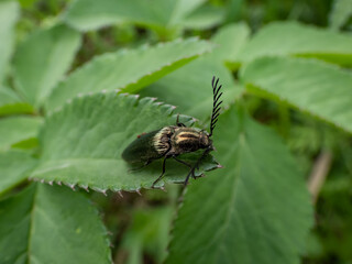 Male of the Click beetle (Ctenicera pectinicornis) with green metallic body with very distinctive ridges and strongly toothed antennae on head sitting on a plant in meadow