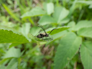 Male of the Click beetle (Ctenicera pectinicornis) with green metallic body with very distinctive ridges and strongly toothed antennae on head sitting on a plant in meadow